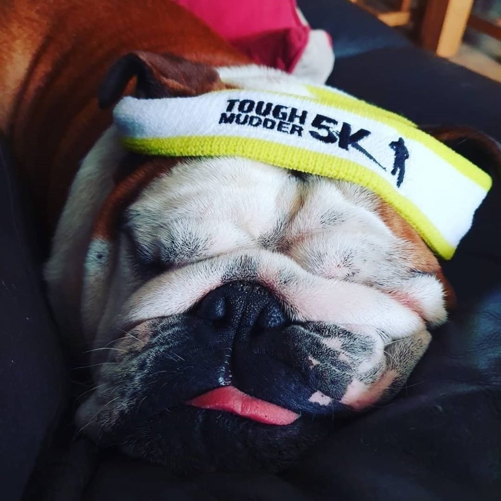 Tough Mudder headband dog